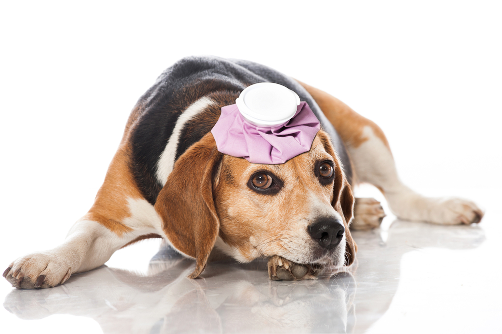 dog getting heatstroke and resting with ice bag