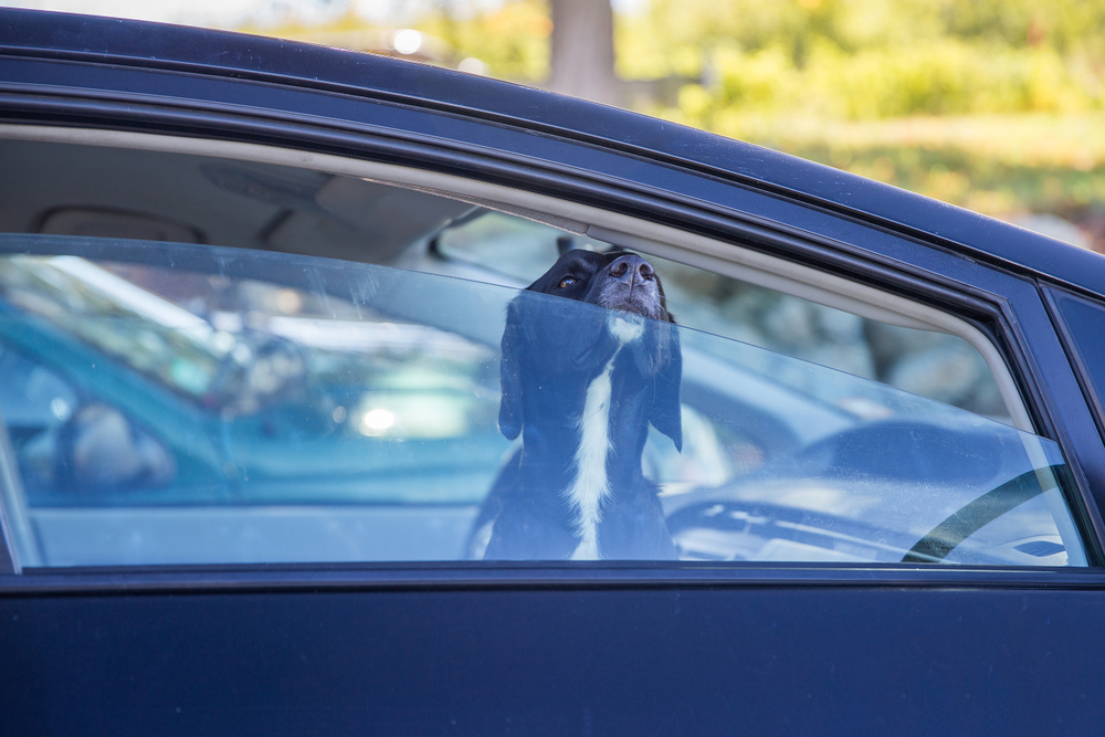 dog sitting inside the car