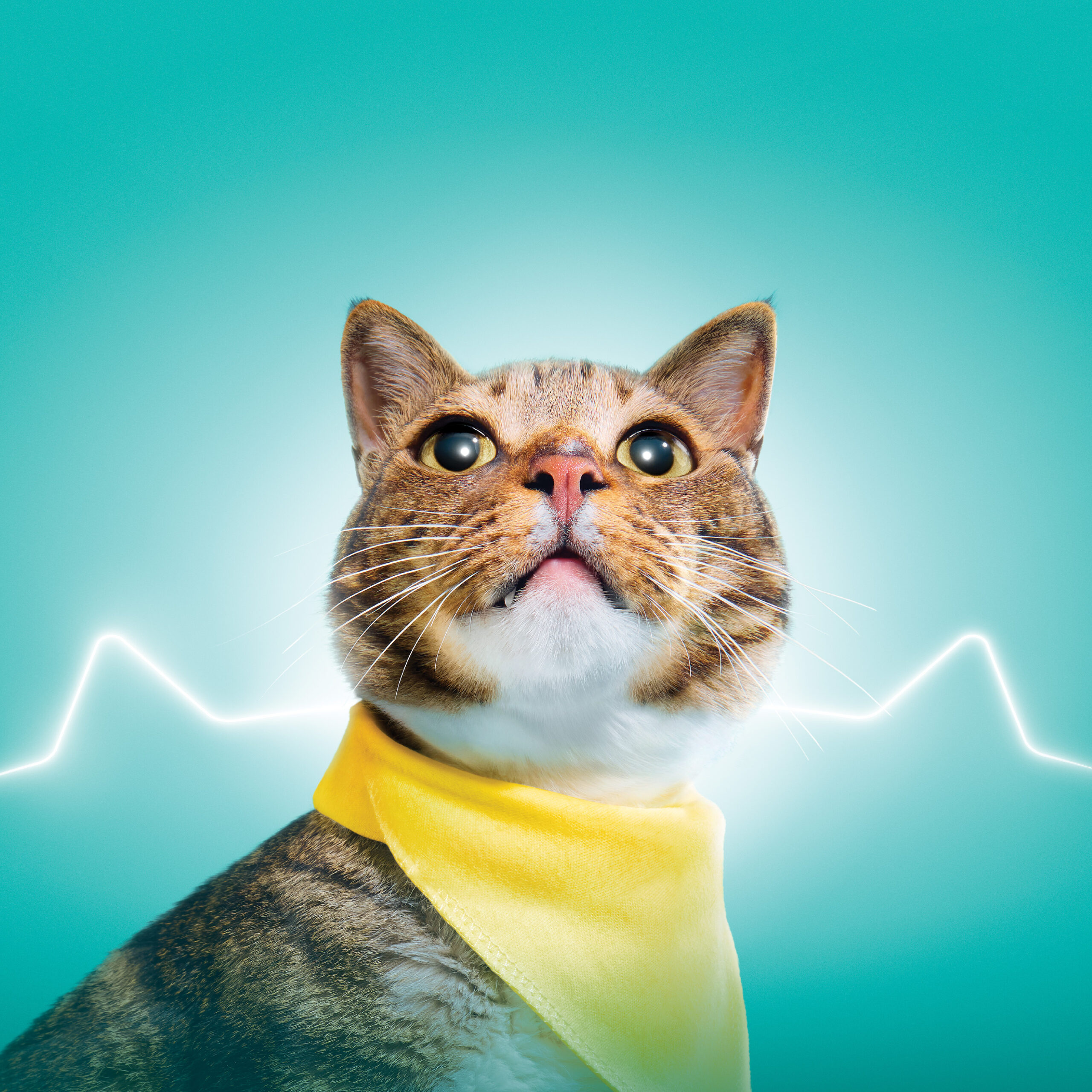 202507-Pet v9-Pure KV-01