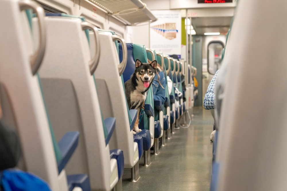 One,Little,Dog,Sitting,On,The,Train,Chair,,Looking,At