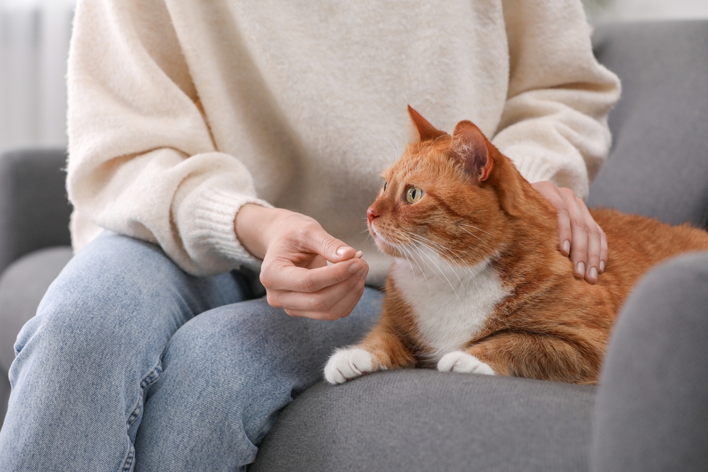 Woman,Giving,Vitamin,Pill,To,Cute,Cat,On,Sofa,Indoors,