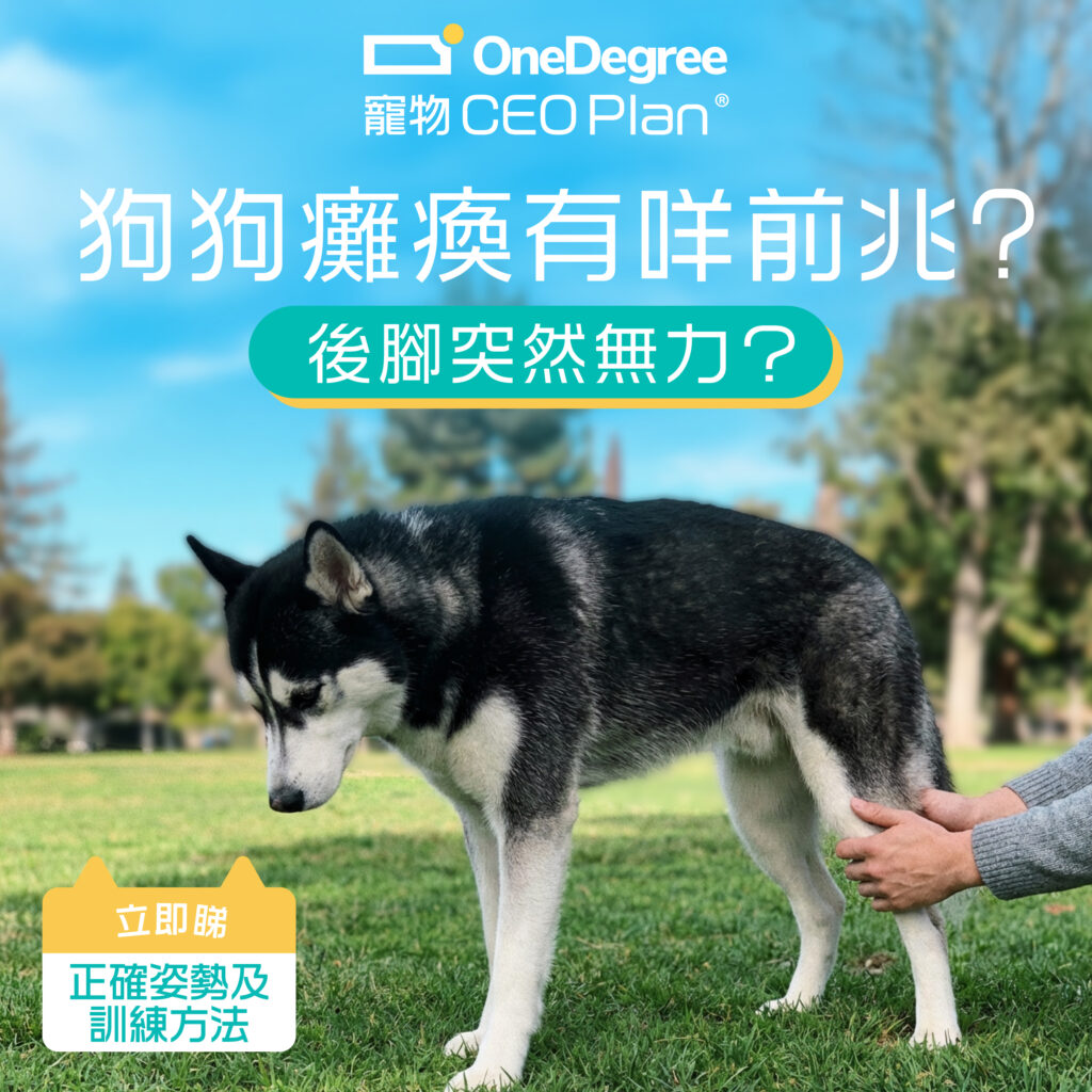 狗狗癱瘓前兆| 愛犬突然後腳站不起來？ 認識癱瘓症狀